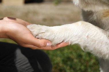 Dışarıda köpek pençesi tutan bir kadın, yakın plan. Gönüllü olma kavramı