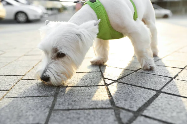 Sevimli West Highland Beyaz Teriyer köpeği kaldırımda — Stok fotoğraf
