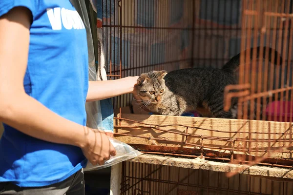 Mujer acariciando gato sin hogar en refugio de animales, espacio para texto. Concepto de voluntariado — Foto de Stock