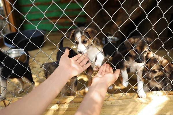 Donna vicino alla gabbia con cani senzatetto in un rifugio per animali, primo piano. Concetto di volontariato — Foto Stock