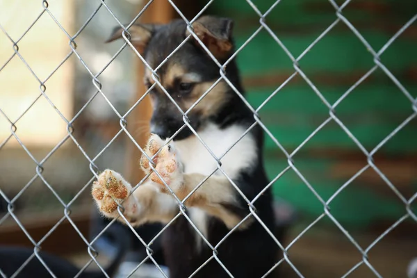 Gaiola com cão sem abrigo no abrigo de animais. Conceito de voluntariado — Fotografia de Stock