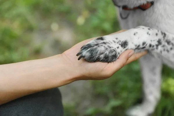 Mujer sosteniendo la pata del perro al aire libre, de cerca. Concepto de voluntariado —  Fotos de Stock