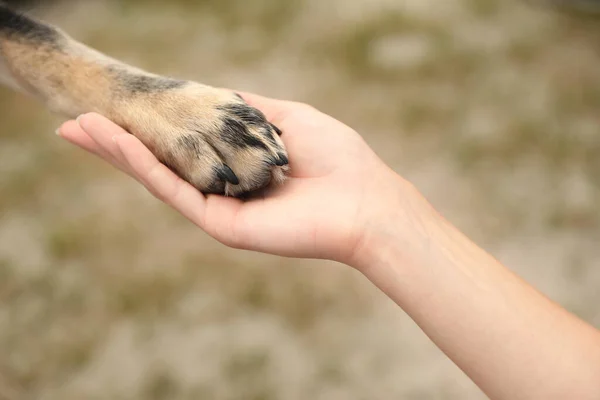 Woman holding dog's paw on blurred background, closeup. Concept of volunteering — Stok fotoğraf