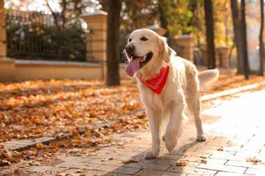 Funny Golden retriever in sunny autumn park