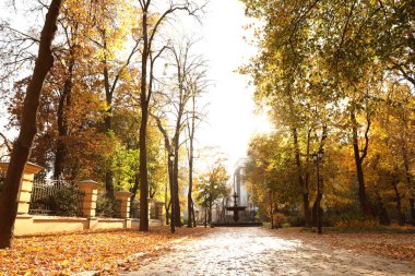 Güneşli sonbahar parkında sarı yapraklı güzel ağaçlar
