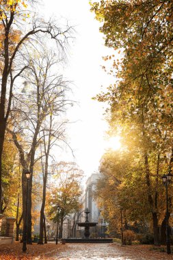 Güneşli sonbahar parkında sarı yapraklı güzel ağaçlar
