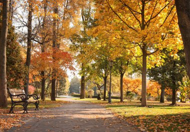 Güneşli bir günde ağaçlar ve sarı yapraklarla güzel bir sonbahar parkı.