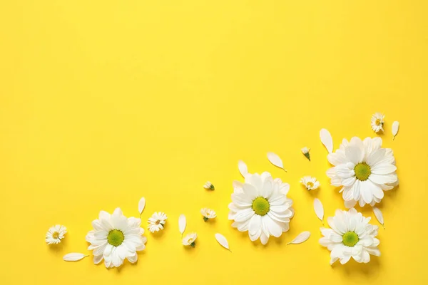 Hermosas flores de manzanilla blanca sobre fondo amarillo, disposición plana. Espacio para texto — Foto de Stock