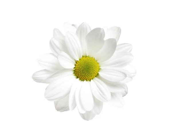 Hermosa flor de manzanilla fresca sobre fondo blanco — Foto de Stock