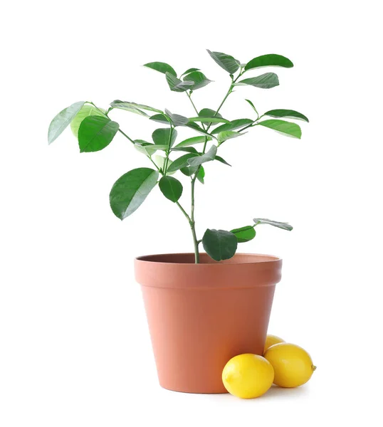 Beyaz arka planda saksı limon ağacı ve meyveler — Stok fotoğraf