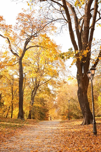 Vackra träd med gula blad i solig höstpark — Stockfoto