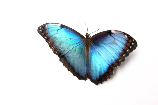 Schöner blauer Morpho-Schmetterling auf weißem Hintergrund — Stockfoto