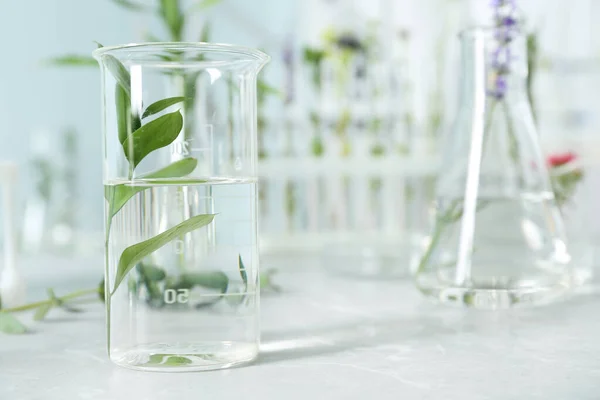 Vaso de precipitados con planta sobre mesa en laboratorio. Espacio para texto — Foto de Stock