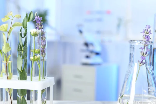 Probówki i kolba z różnymi roślinami w laboratorium, zbliżenie — Zdjęcie stockowe