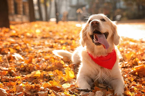 Funny Golden retriever in sunny autumn park — Zdjęcie stockowe