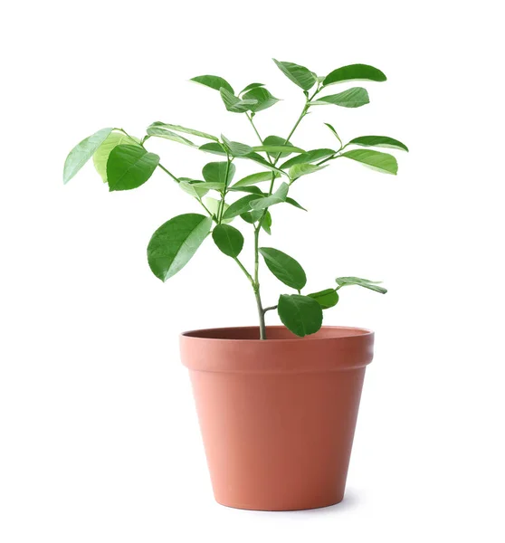 Limonero en maceta sobre fondo blanco. Planta cítrica — Foto de Stock