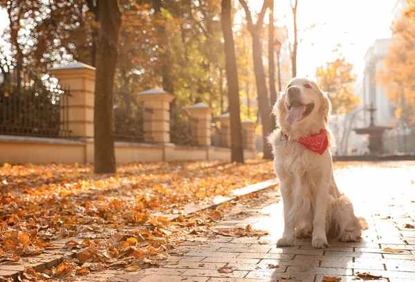 Funny Golden retriever in beautiful autumn park