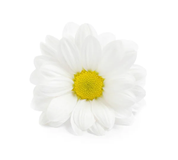 Beautiful fresh chamomile flower on white background — Φωτογραφία Αρχείου
