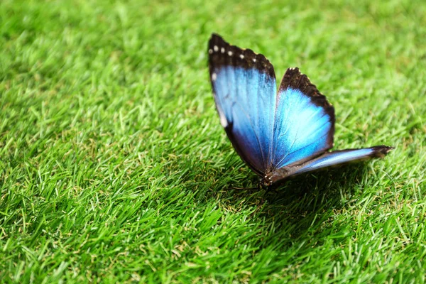 Krásná modrá Morpho motýl na zelené trávě venku — Stock fotografie