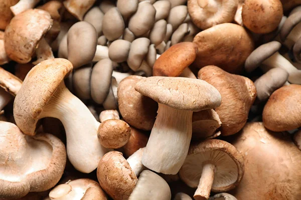 Різні свіжі дикі гриби як фон, крупним планом — стокове фото
