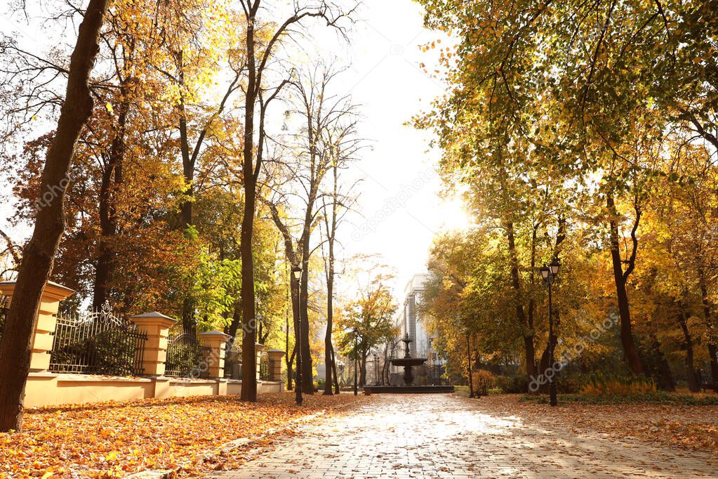 Beautiful trees with yellow leaves in sunny autumn park