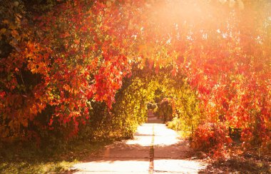 Parkta parlak yaprakları olan güzel bitkiler. Sonbahar mevsimi