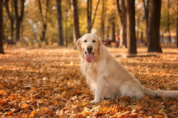 Funny Golden retriever w pięknym jesiennym parku — Zdjęcie stockowe