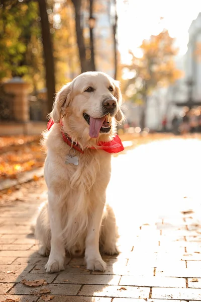 Funny Golden retriever in sunny autumn park