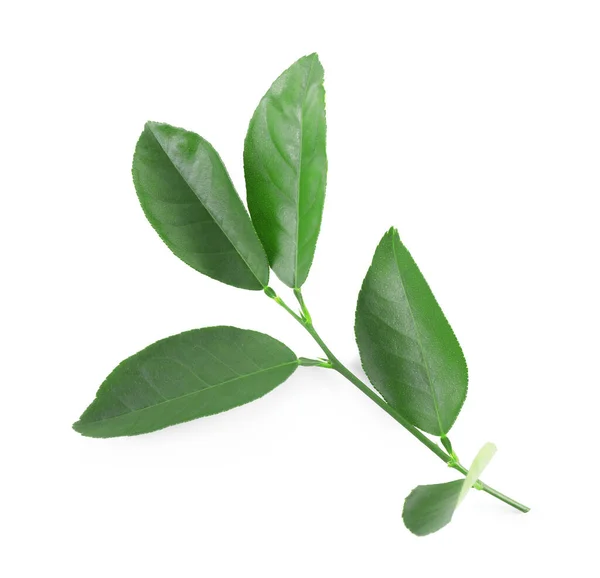 Branch of lemon tree on white background — Stock Photo, Image