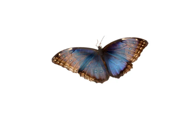 Bela borboleta azul Morpho no fundo branco — Fotografia de Stock