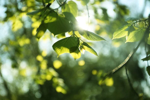 Ramas Árboles Con Hojas Verdes Día Soleado — Foto de Stock