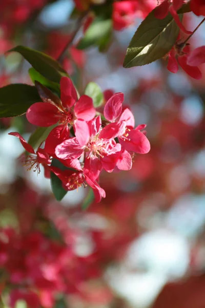 Bloeiende Lenteboom Roze Bloemen Close — Stockfoto