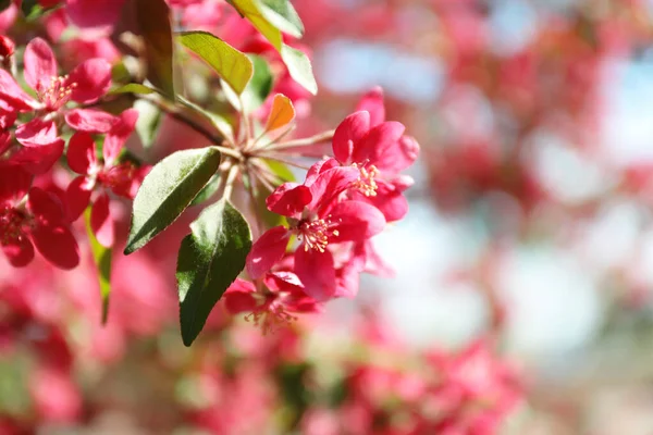 Çiçek Açan Bahar Ağacı Pembe Çiçekler Yakın Plan — Stok fotoğraf