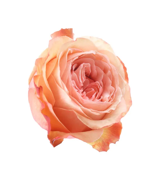 Belle fleur de rose fraîche sur fond blanc — Photo