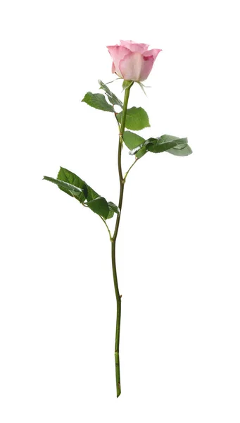 Hermosa flor de rosa fresca sobre fondo blanco — Foto de Stock