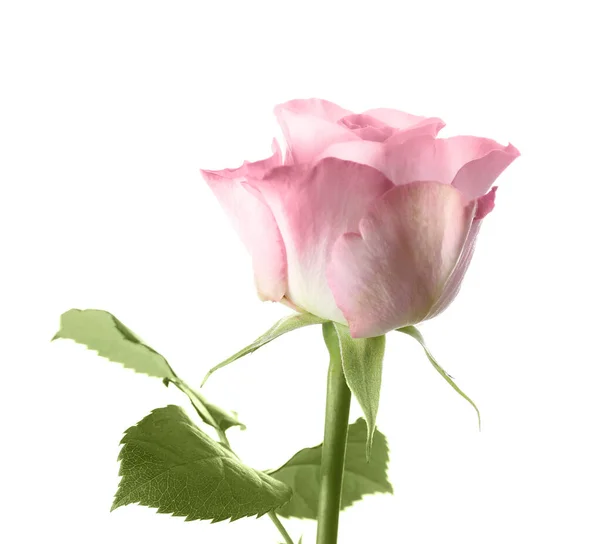 Όμορφο φρέσκο λουλούδι τριαντάφυλλο σε λευκό φόντο — Φωτογραφία Αρχείου