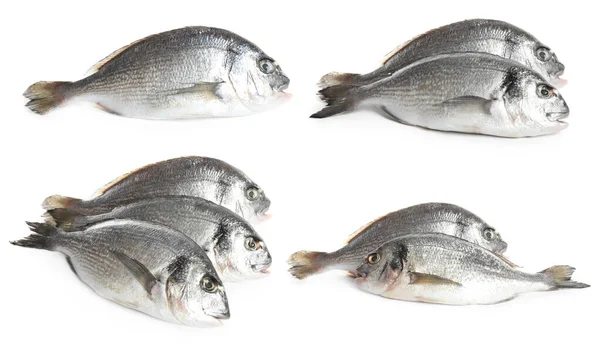 Set Frischer Roher Dorada Fisch Auf Weißem Hintergrund — Stockfoto