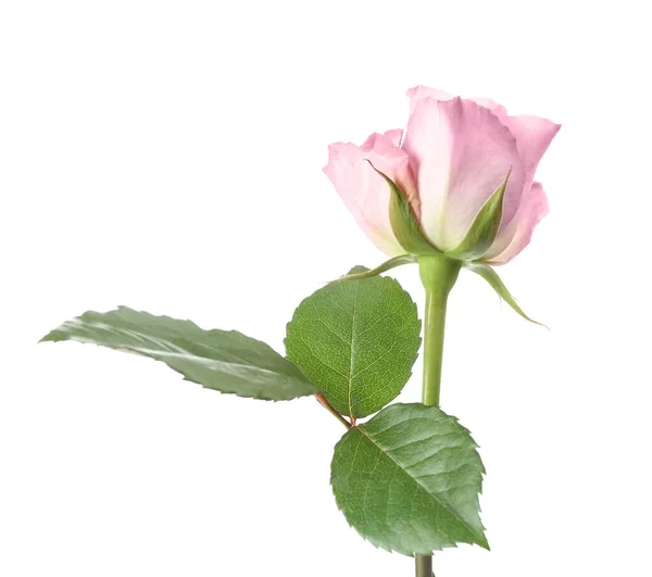 Όμορφο φρέσκο λουλούδι τριαντάφυλλο σε λευκό φόντο — Φωτογραφία Αρχείου