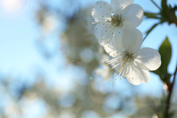 Blossoming cherry tree, closeup — Stock Photo, Image