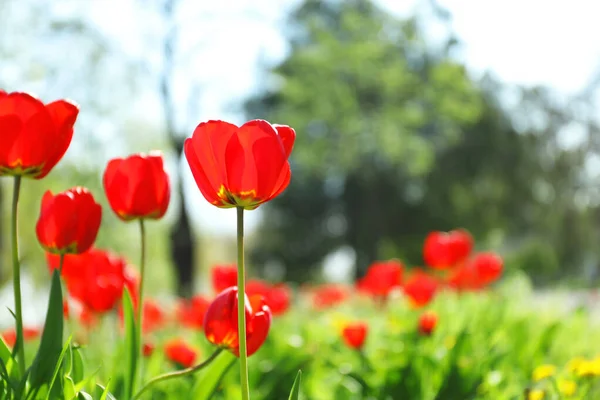 Blommande tulpaner utomhus på solig vårdag — Stockfoto