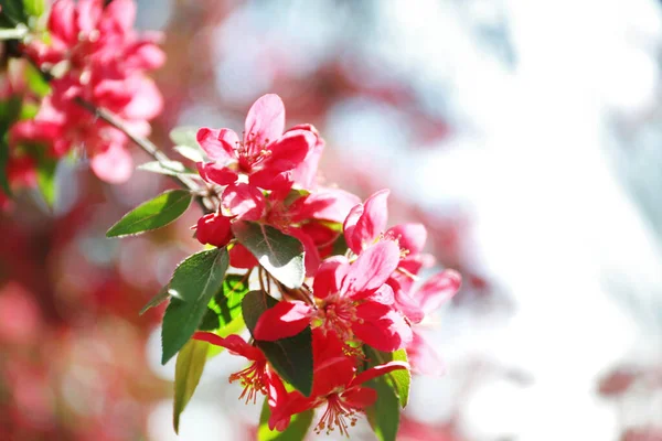 Blommande Vårträd Rosa Blommor Närbild — Stockfoto