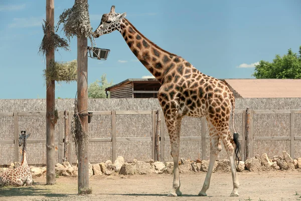 Rothschild jirafas en el recinto del zoológico en el día soleado — Foto de Stock