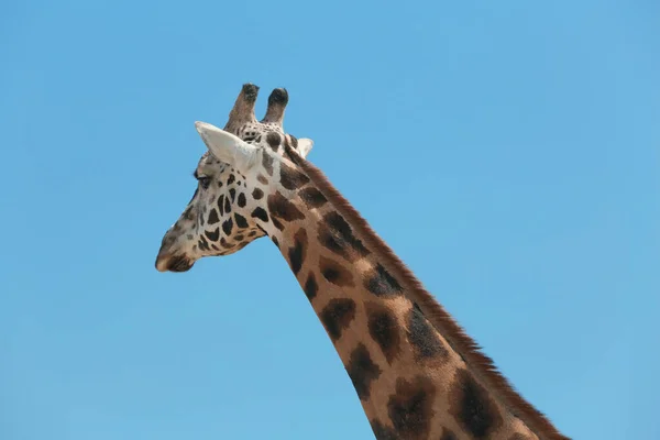 Vista de perto da girafa de Rothschild contra o céu azul — Fotografia de Stock