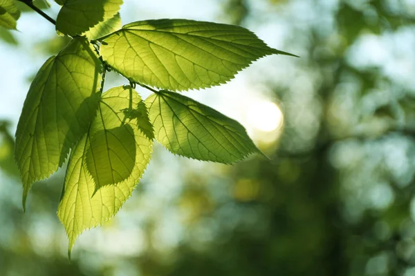 Rama Árboles Con Hojas Verdes Día Soleado — Foto de Stock