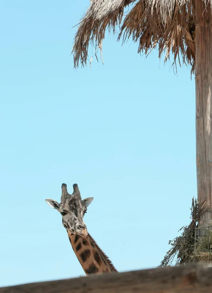 Girafe Rothschild à l'enceinte dans le zoo le jour ensoleillé — Photo