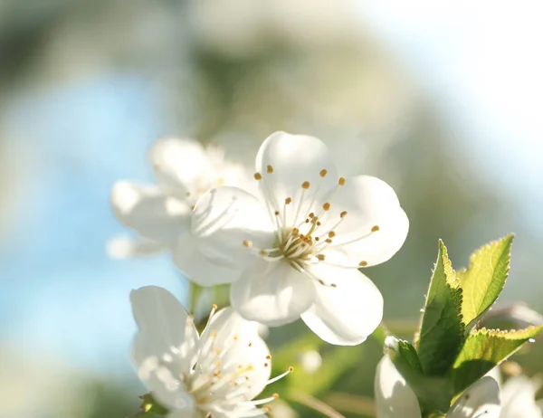 Virágzó cseresznyefa, közelkép — Stock Fotó