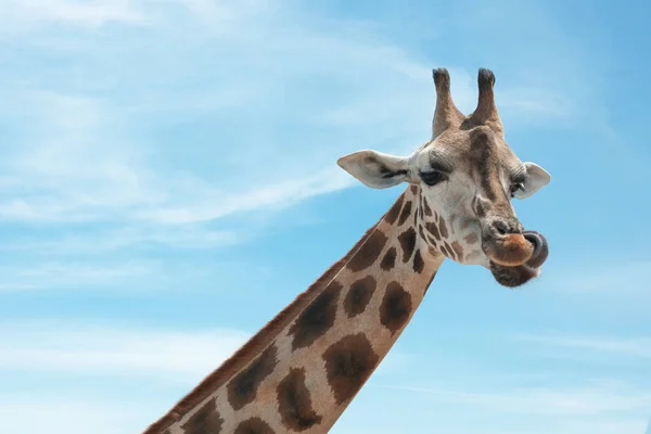Vista da vicino della giraffa Rothschild al recinto nello zoo — Foto Stock