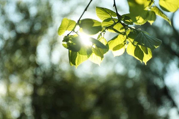 Ramas Árboles Con Hojas Verdes Día Soleado — Foto de Stock