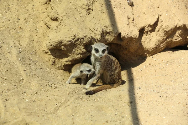 Jolies suricates à l'enceinte dans le zoo le jour ensoleillé — Photo