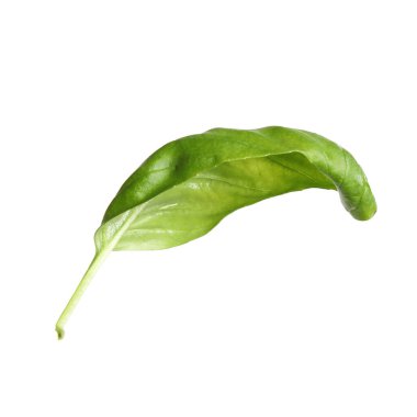 Taze yeşil fesleğen yaprağı beyaza izole edilmiş.